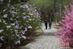 高原古城西宁丁香花盛放引游客